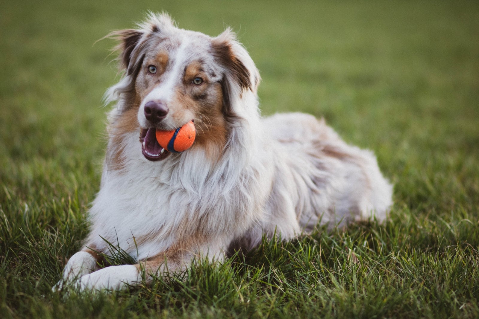 Get The Perfect Puppy Australian Shepherd Breeders Near Me Expert Tips - tp79f5a