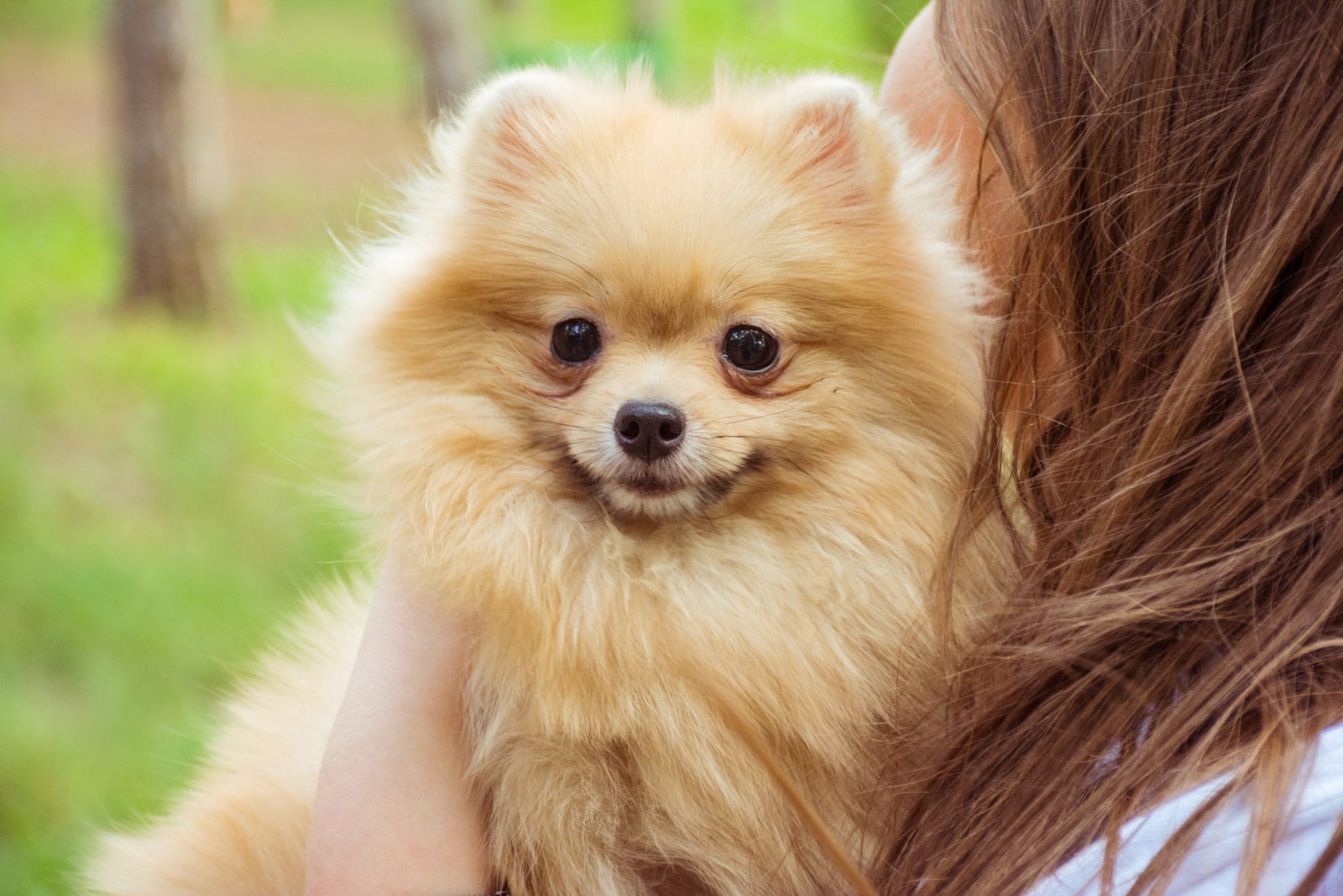 Teacup Puppies for sale in Oregon, OR Teacup Puppies