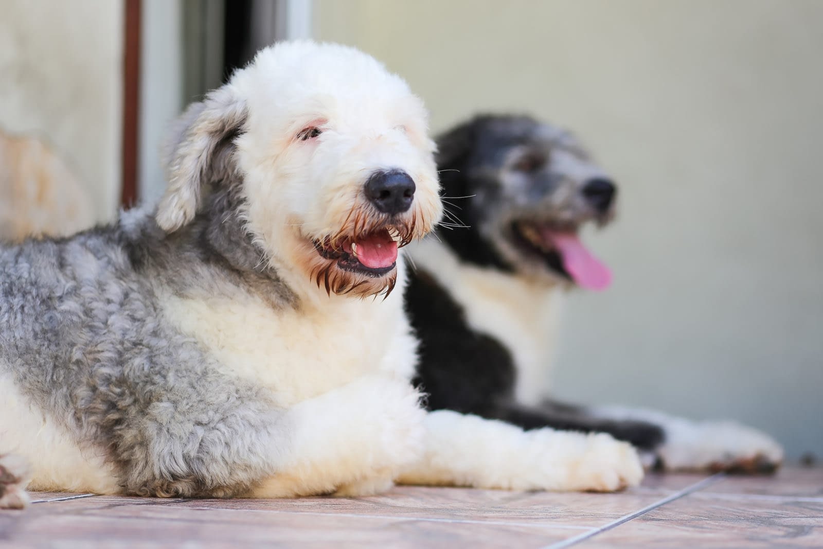 Dont Delay Find Your Dream Aussie With Breeders Near Me - hjlmjy2