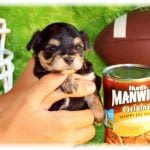 Alabama Yorkies Teacup Puppies Dog Rescues Animal